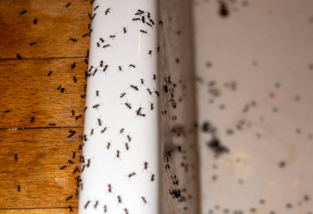 Best Emergency Pest Control  in Fair Haven, NJ