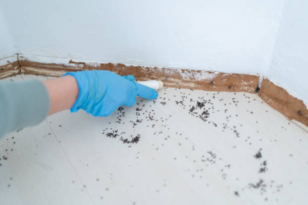 Best Local Pest Control Services  in Fair Haven, NJ